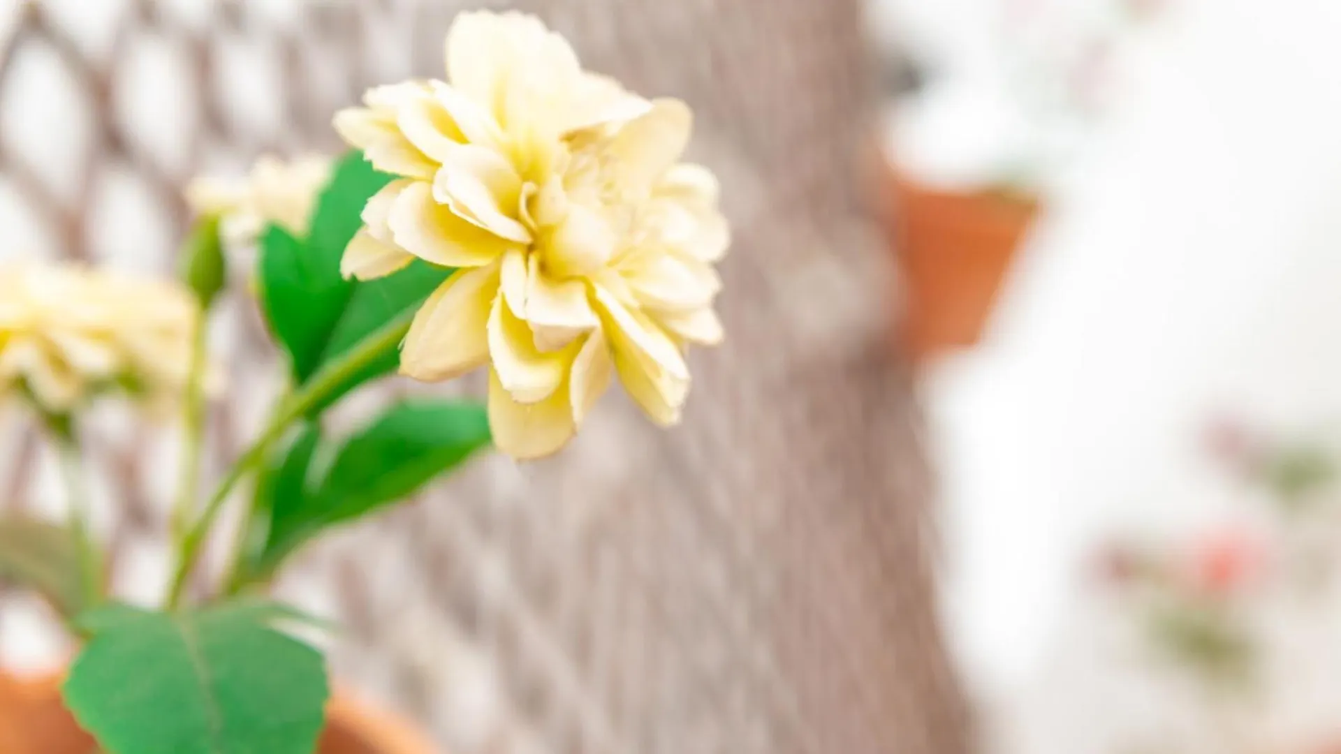 Casa Siroco | +Patio Apartment Barbate